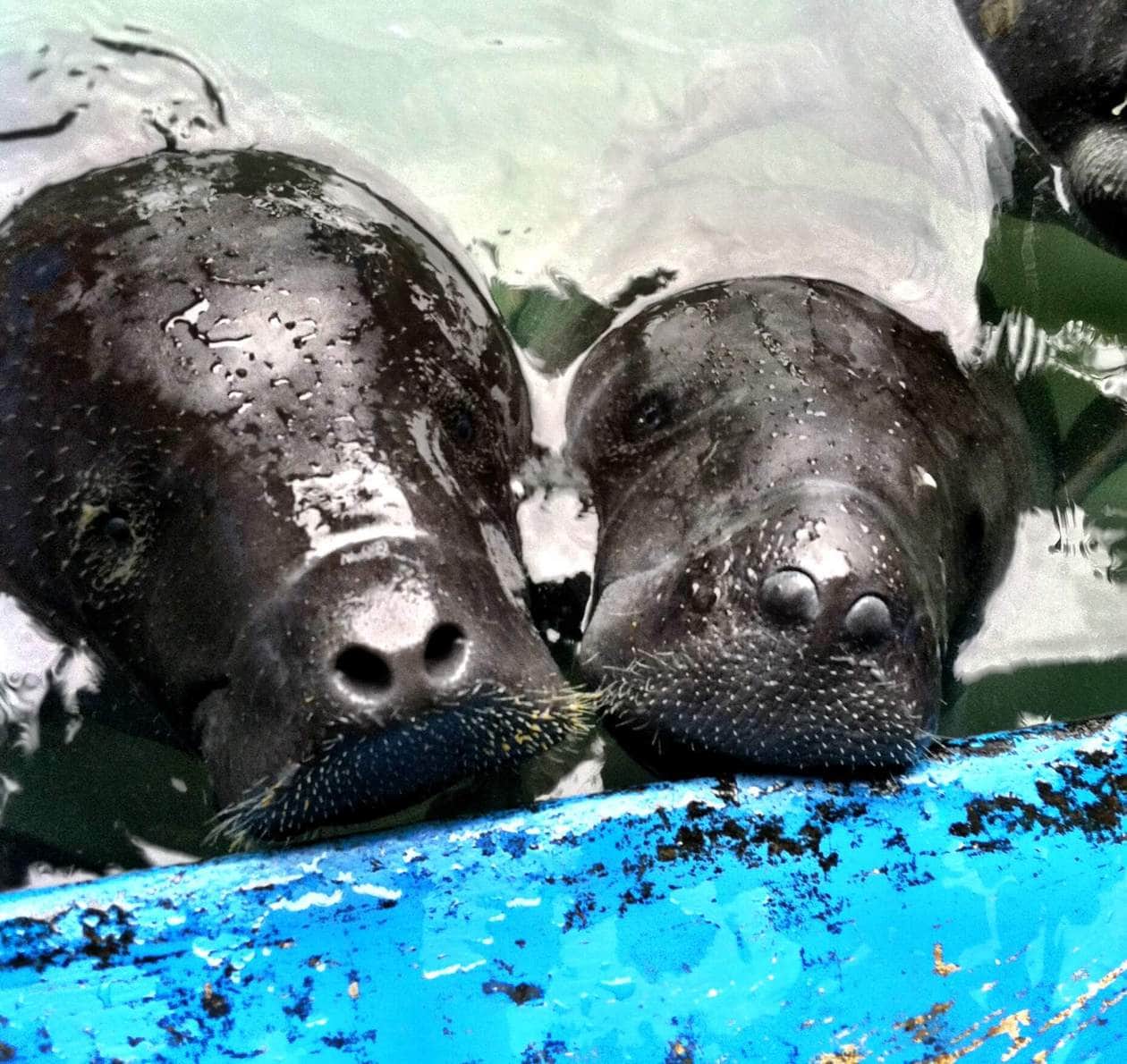 baby manatees eating