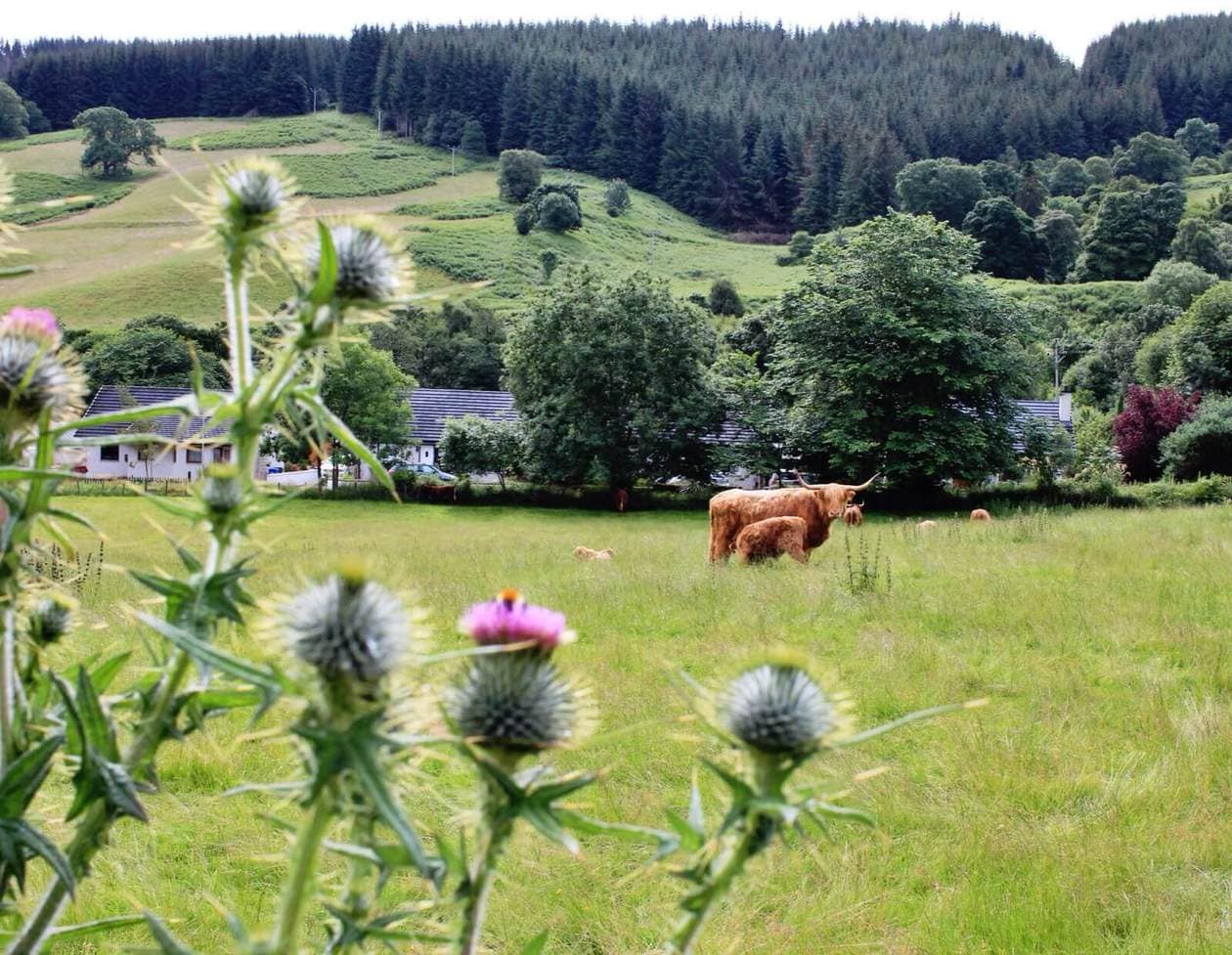 Highland Coo in Drumnadrochit