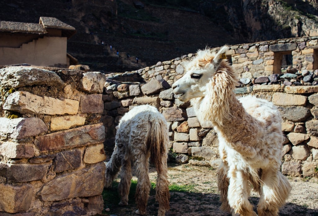 Peruvian Llamas