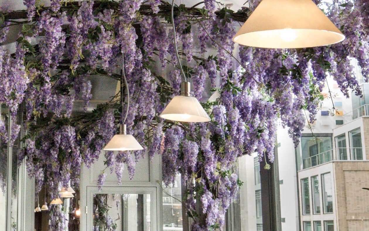 London Wisteria