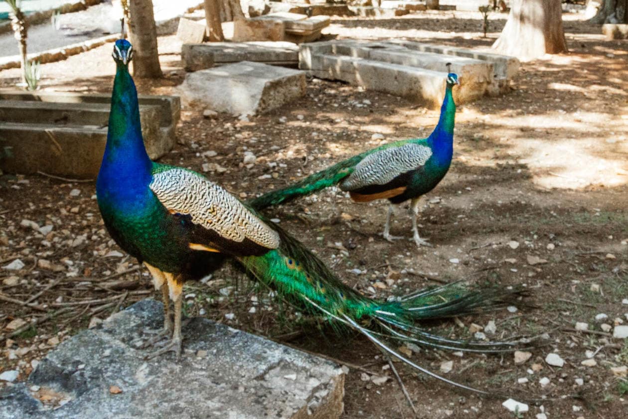 Lokrum Island Peacocks 