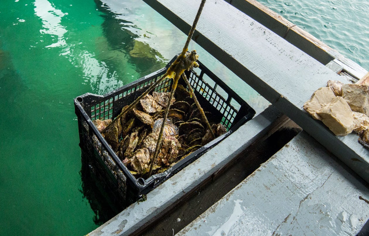 Sustainable Oyster Farm