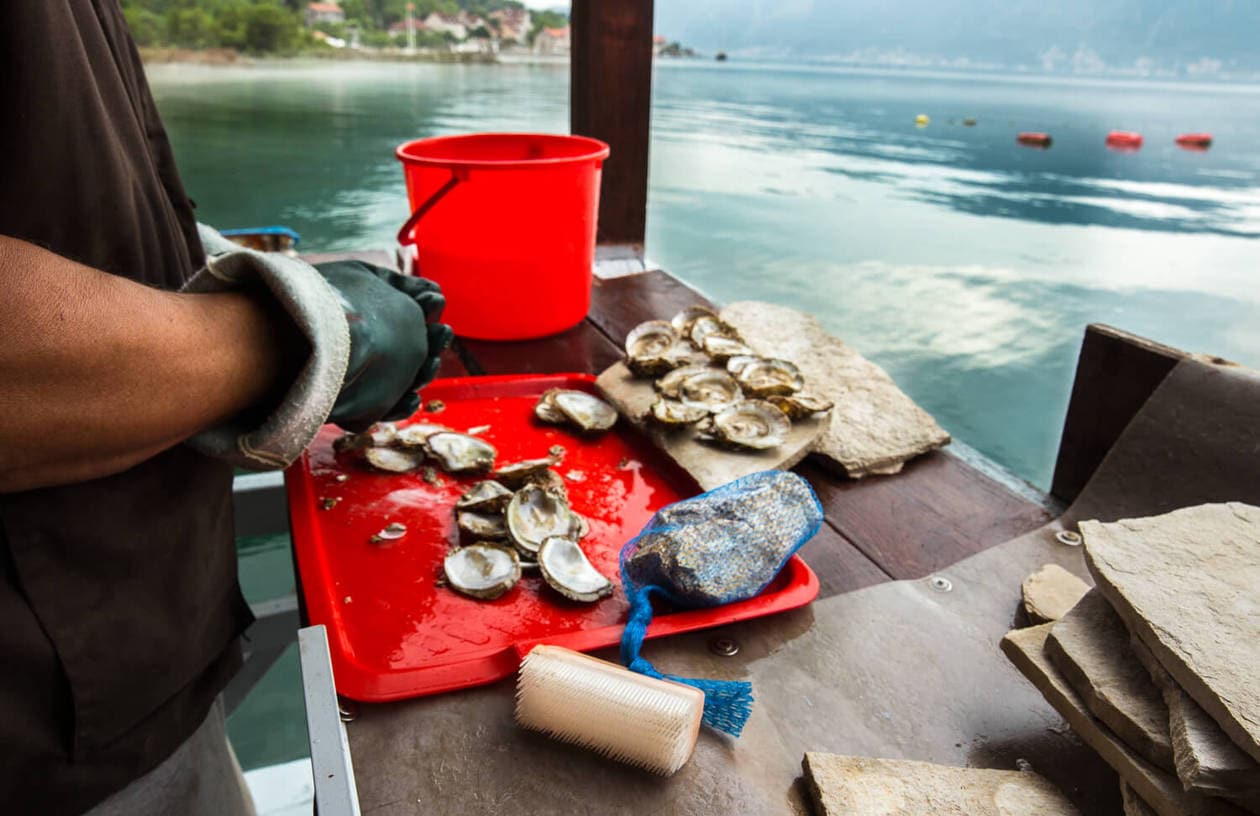 Off the Beaten Path in Montenegro: Sustainable Oyster Farm