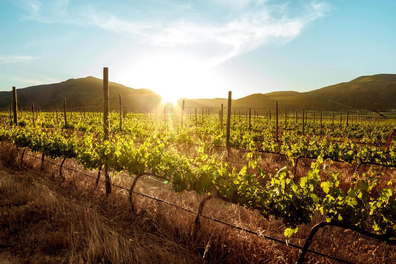 Valle de Guadalupe 