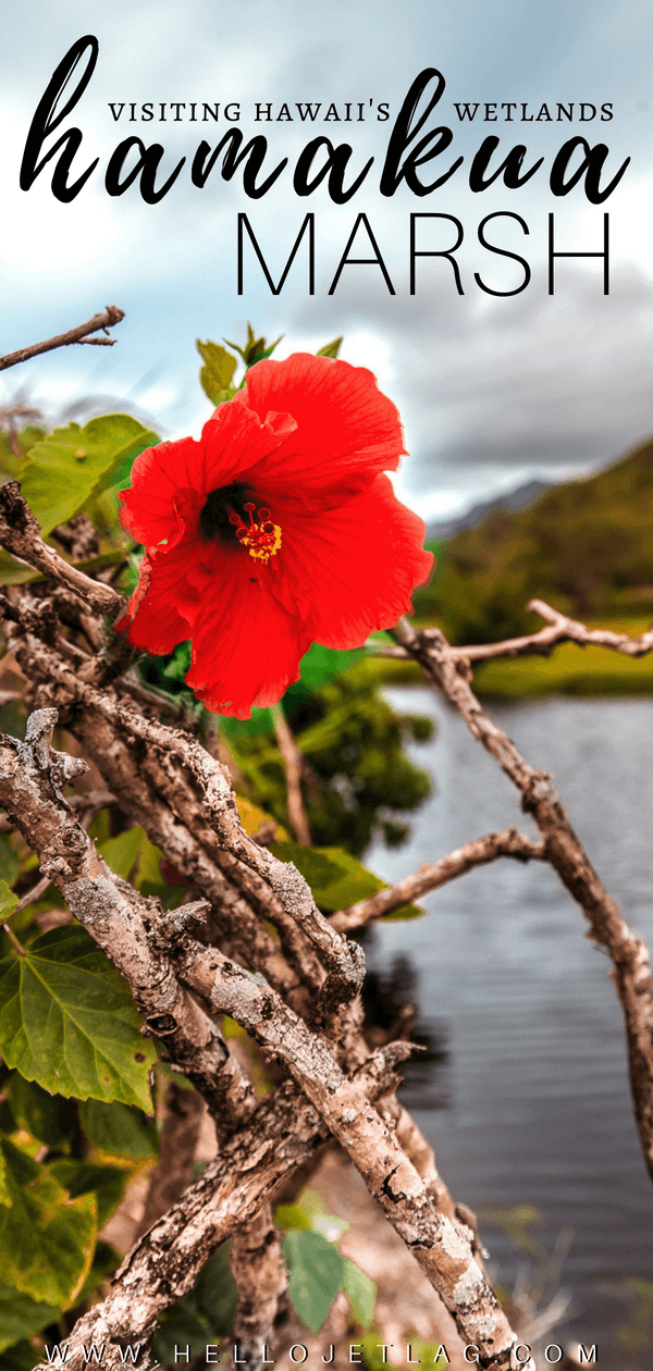 The Kawai Nui and Hamakua marshes are amongst the last remaining wetlands in Hawaii. They are also the perfect place to easily spot native and endemic Hawaiian birds. Keep reading for more information, plus photos and which birds to look out for in this protected wildlife sanctuary. 