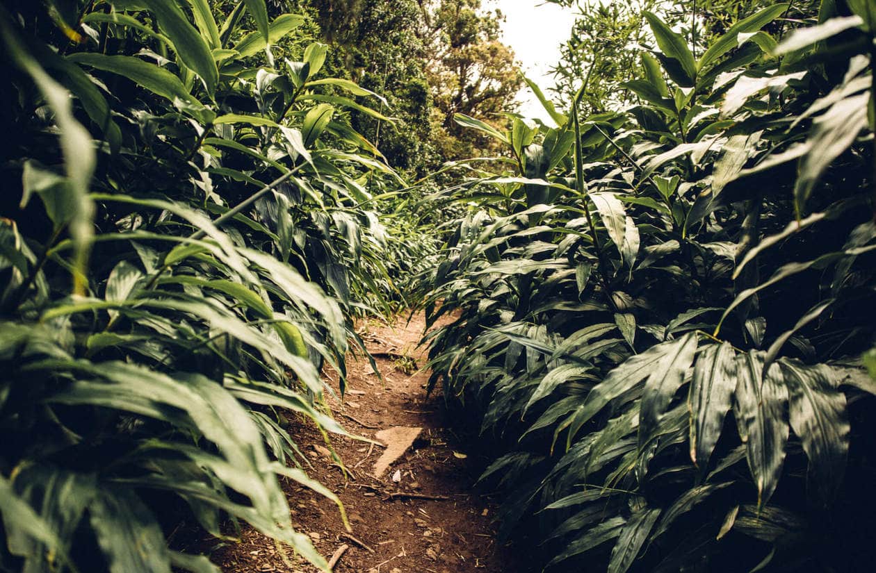  Vandre Gjennom En Hawaii-jungel til de vakre Lulumahu Falls I pali-regionen I Oahu. Fortsett å lese for mer informasjon + bilder av denne korte og morsomme fossen. Oppdag tips for å besøke, hvordan du finner det og mer.