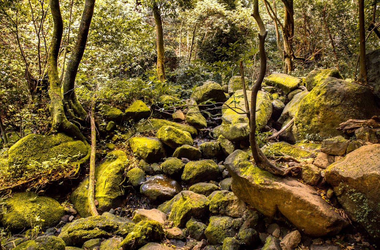 vandra genom en Hawaii djungel till den vackra Lulumahu Falls i Pali regionen Oahu. Fortsätt läsa för mer information + bilder av denna korta och roliga vattenfallvandring. Upptäck tips för att besöka, hur man hittar det och mer.