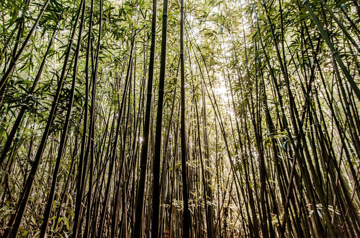  Caminata a través de una selva de Hawai hasta las hermosas Cataratas de Lulumahu en la región de Pali de Oahu. Siga leyendo para obtener más información + fotos de esta corta y divertida caminata en cascada. Descubre consejos para visitar, cómo encontrarlo y más.