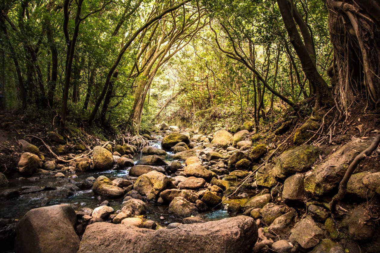 caminhar através de uma selva do Havaí para as belas quedas Lulumahu na região de Pali de Oahu. Continue lendo para mais informações + fotos desta curta e divertida caminhada da cachoeira. Descubra dicas para visitar, como encontrá-lo e muito mais.