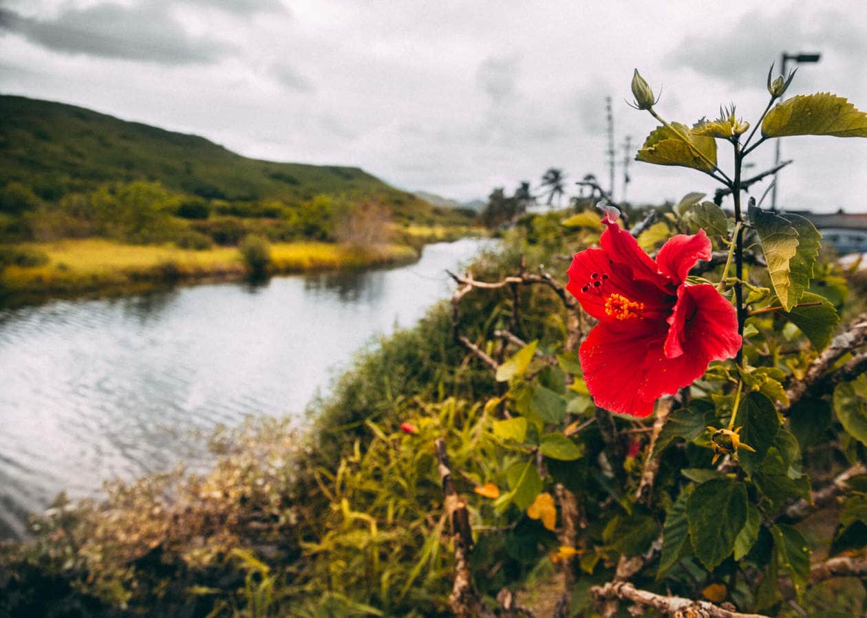 Hamakua Marsh // 20 beautiful pictures of Oahu, Hawaii that capture all of the Aloha vibes; from jungle waterfalls, white sand beaches and colorful sunsets, keep reading to ignite your wanderlust and inspire your next visit to the Hawaiian Islands.