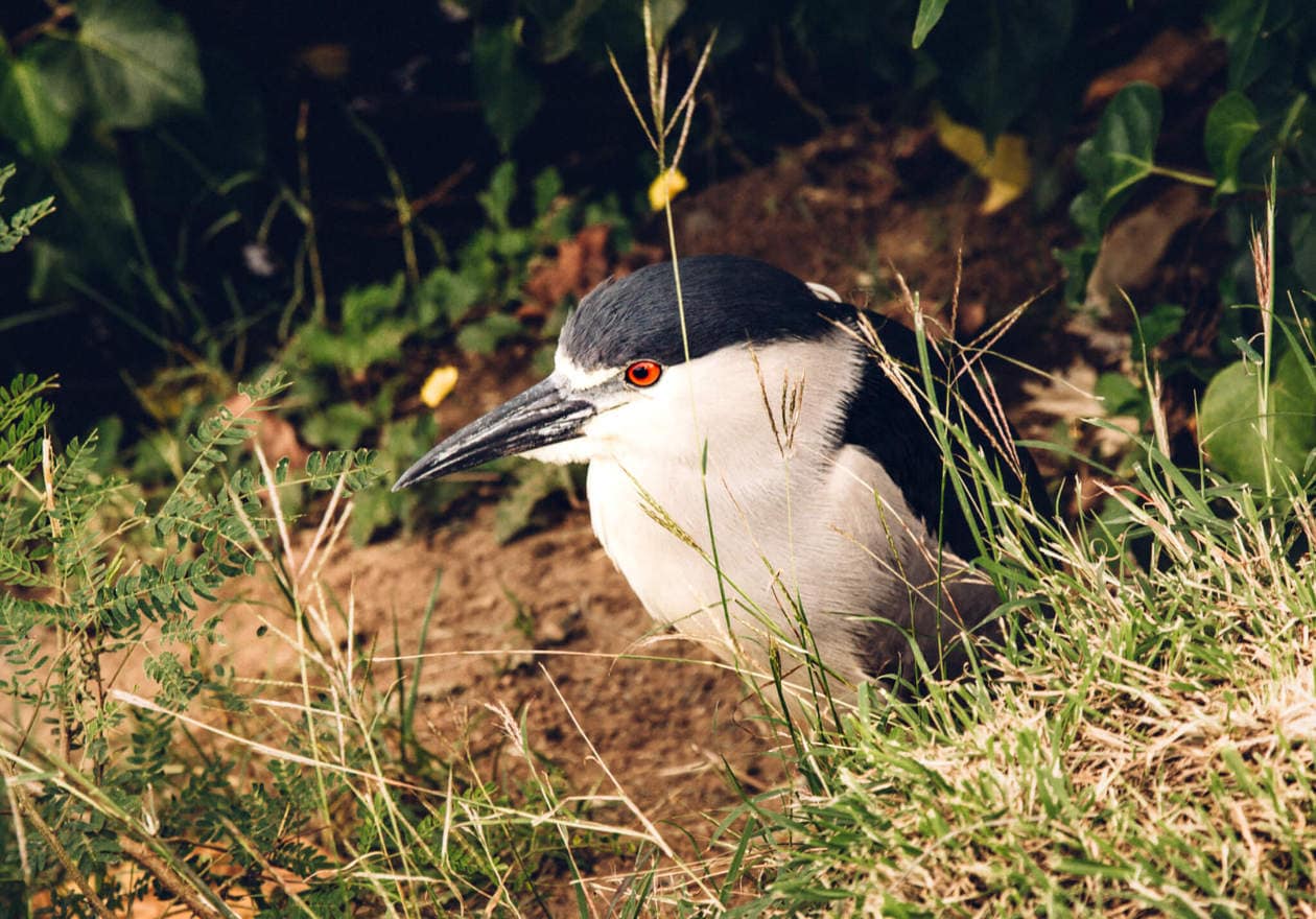 Black Crowned Night Heron // The Kawai Nui and Hamakua marshes are amongst the last remaining 10% of wetlands in Hawaii. They are also the perfect place to easily spot native and endemic Hawaiian birds. Keep reading for more information, plus photos and which birds to look out for... 