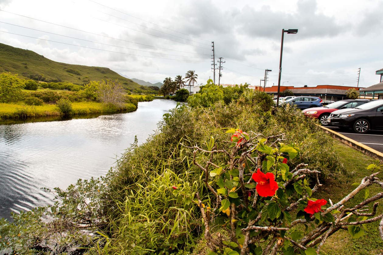 The Kawai Nui and Hamakua marshes are amongst the last remaining 10% of wetlands in Hawaii. They are also the perfect place to easily spot native and endemic Hawaiian birds. Keep reading for more information, plus photos and which birds to look out for... 