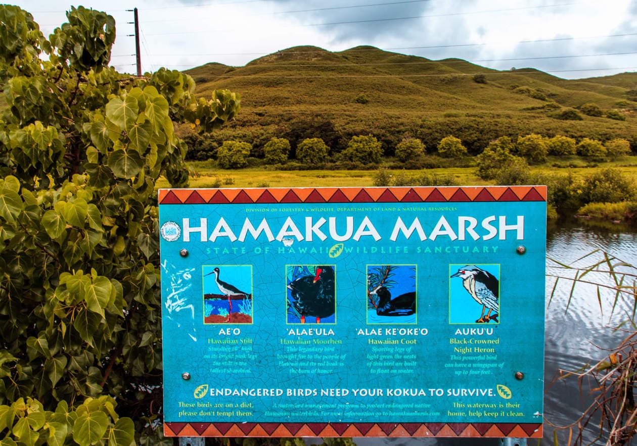  The Kawai Nui and Hamakua marshes are amongst the last remaining 10% of wetlands in Hawaii. They are also the perfect place to easily spot native and endemic Hawaiian birds. Keep reading for more information, plus photos and which birds to look out for... 