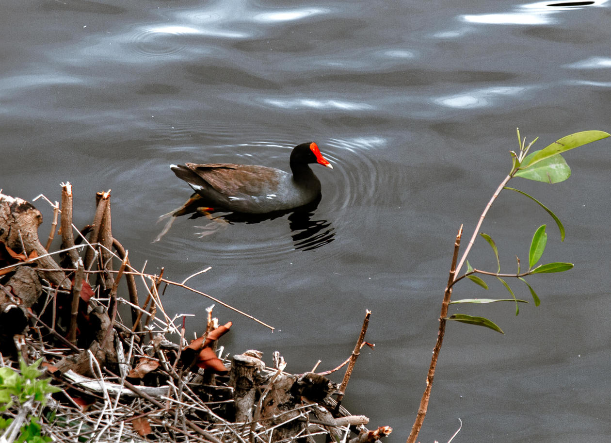 The Hawaiian Moorhen // The Kawai Nui and Hamakua marshes are amongst the last remaining 10% of wetlands in Hawaii. They are also the perfect place to easily spot native and endemic Hawaiian birds. Keep reading for more information, plus photos and which birds to look out for... 