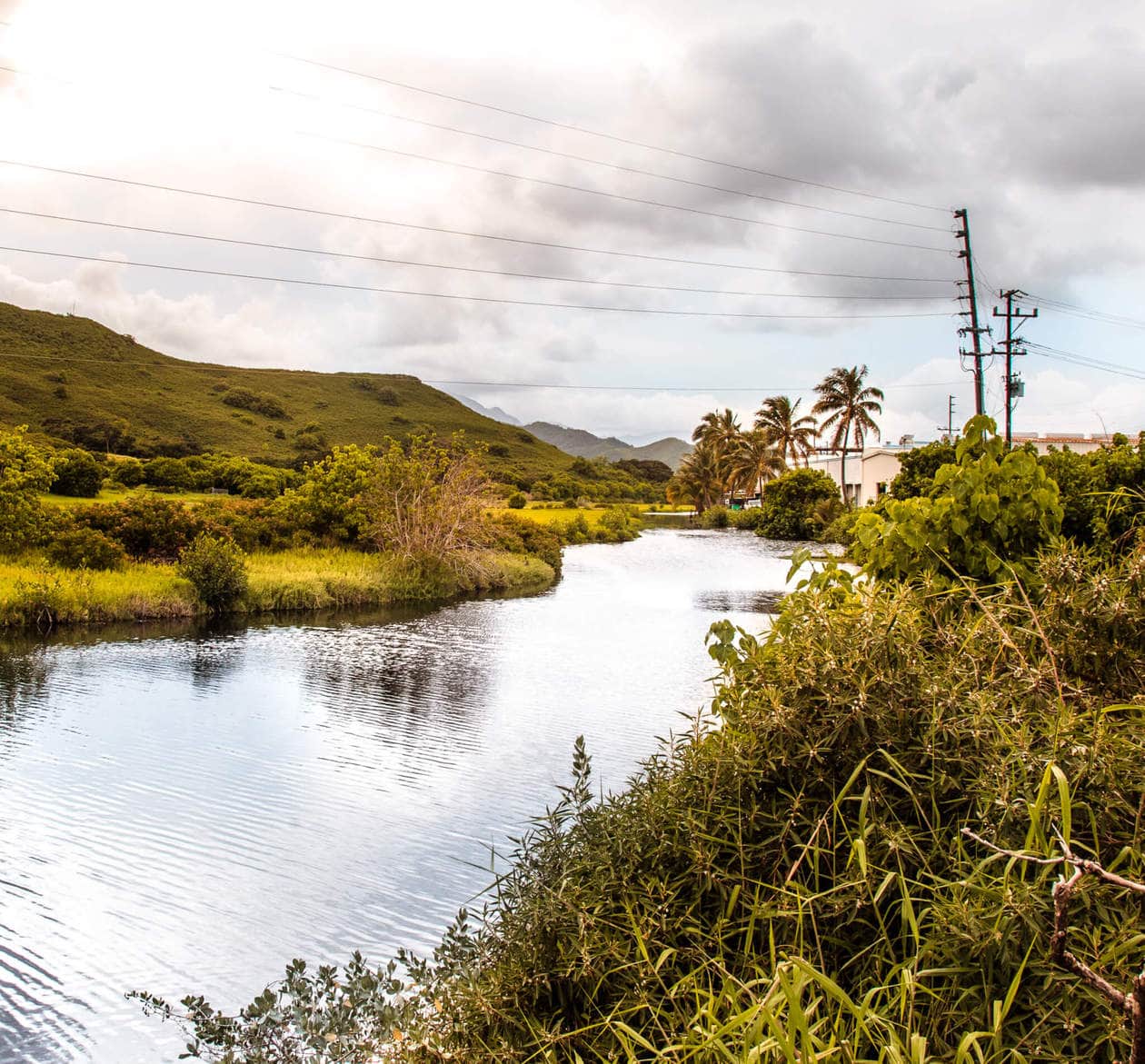 The Kawai Nui and Hamakua marshes are amongst the last remaining 10% of wetlands in Hawaii. They are also the perfect place to easily spot native and endemic Hawaiian birds. Keep reading for more information, plus photos and which birds to look out for... 