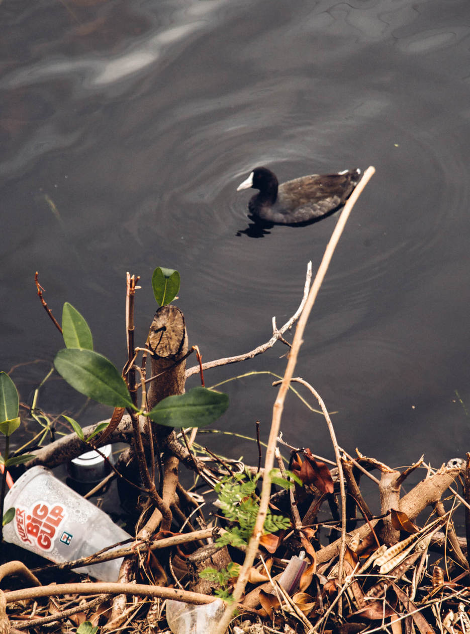 The Kawai Nui and Hamakua marshes are amongst the last remaining 10% of wetlands in Hawaii. They are also the perfect place to easily spot native and endemic Hawaiian birds. Keep reading for more information, plus photos and which birds to look out for... 