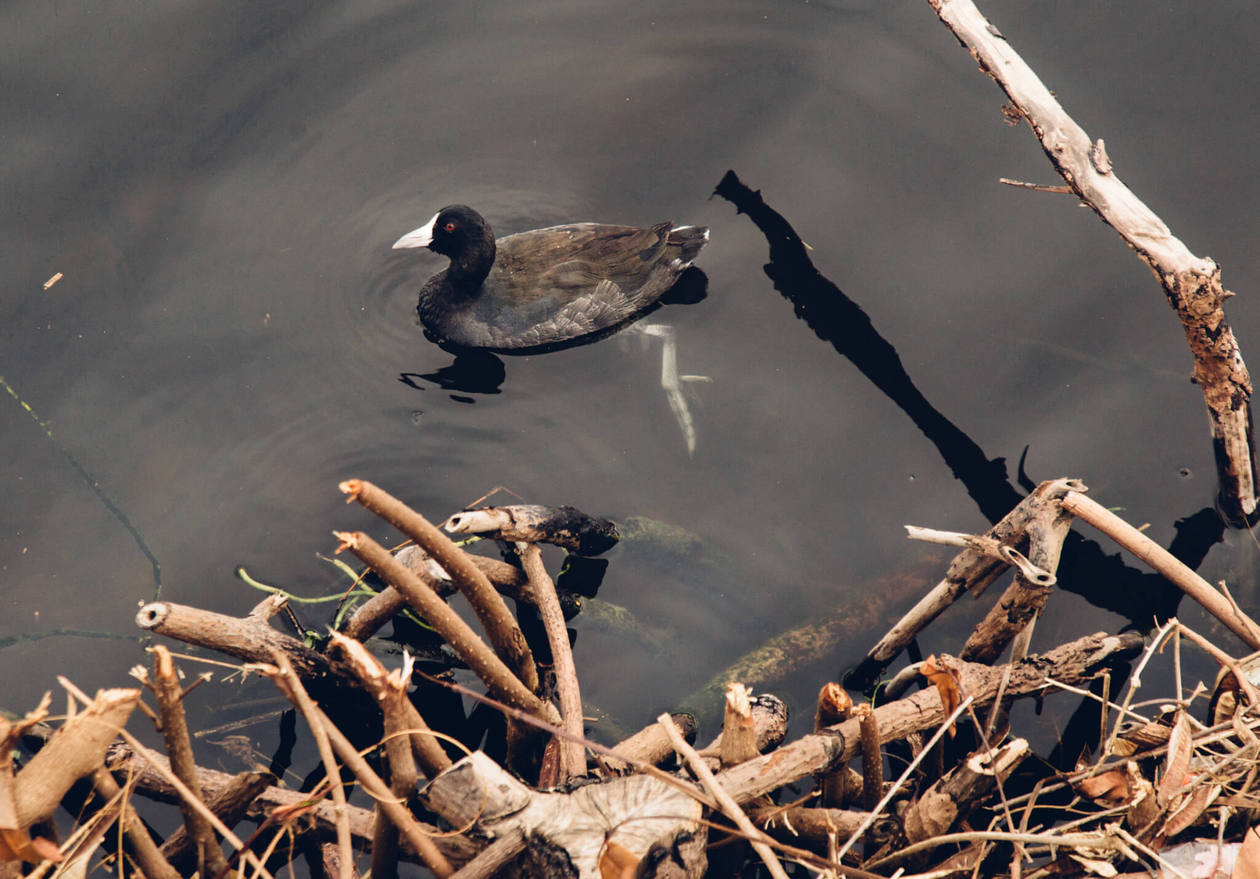 The Hawaiian Coot // The Kawai Nui and Hamakua marshes are amongst the last remaining 10% of wetlands in Hawaii. They are also the perfect place to easily spot native and endemic Hawaiian birds. Keep reading for more information, plus photos and which birds to look out for... 