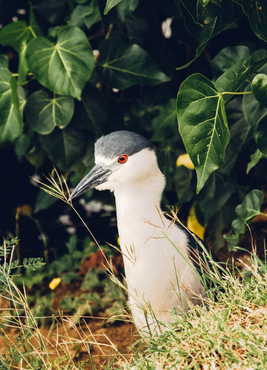 Black Crowned Night Heron // The Kawai Nui and Hamakua marshes are amongst the last remaining 10% of wetlands in Hawaii. They are also the perfect place to easily spot native and endemic Hawaiian birds. Keep reading for more information, plus photos and which birds to look out for... 