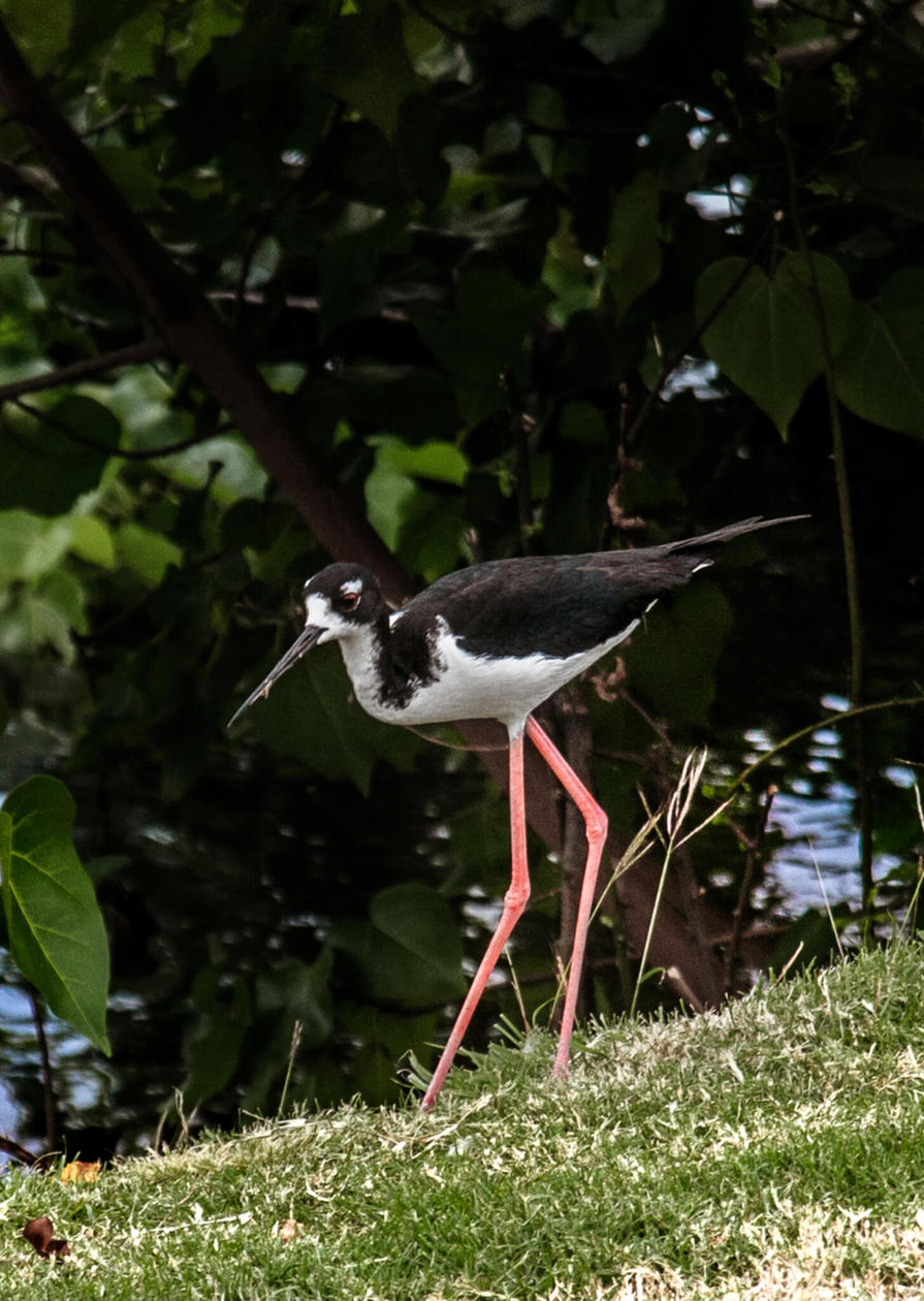 The Hawaiian Stilt // The Kawai Nui and Hamakua marshes are amongst the last remaining 10% of wetlands in Hawaii. They are also the perfect place to easily spot native and endemic Hawaiian birds. Keep reading for more information, plus photos and which birds to look out for... 