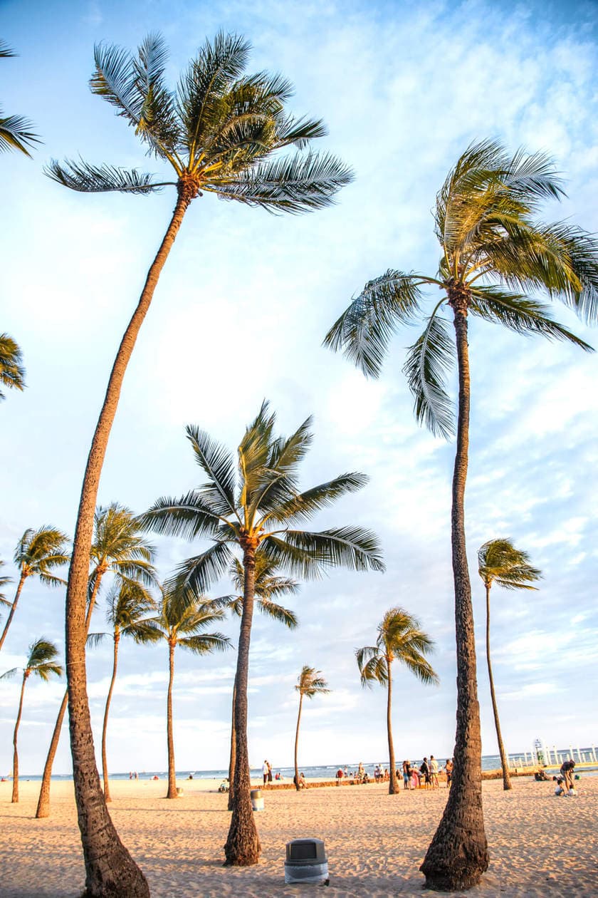 Oahu Palm Trees 