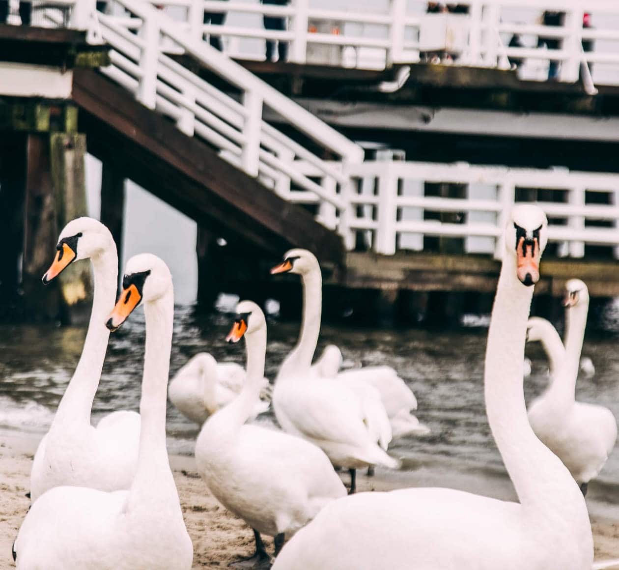 Sopot is a popular seaside resort town in Northern Poland famous for it's healing spas, white sand beaches and prominent party scene. It's a quick and easy day trip from Gdansk or Gdynia. Keep reading for things to do, tips for visiting, how to get there, and where to stay.   