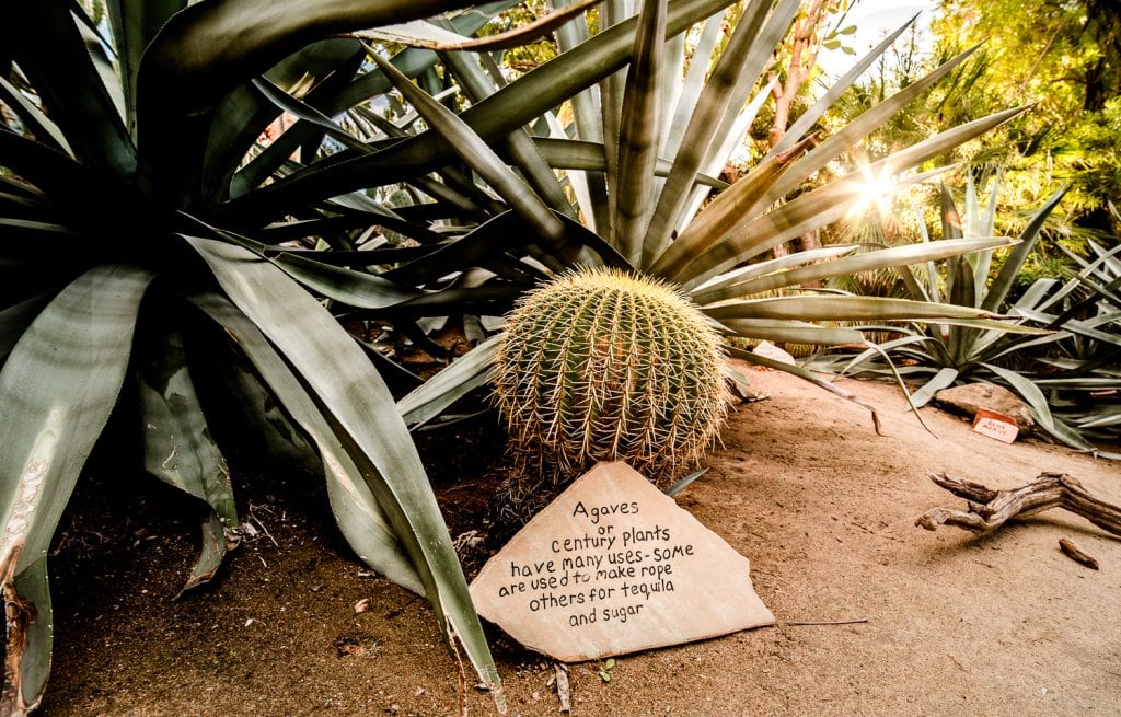 Palm Springs Moorten Botanical Garden