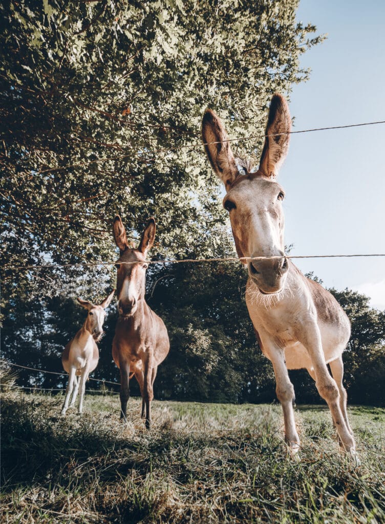 Donkeys at Domaine Arvor Campsite in Brittany 