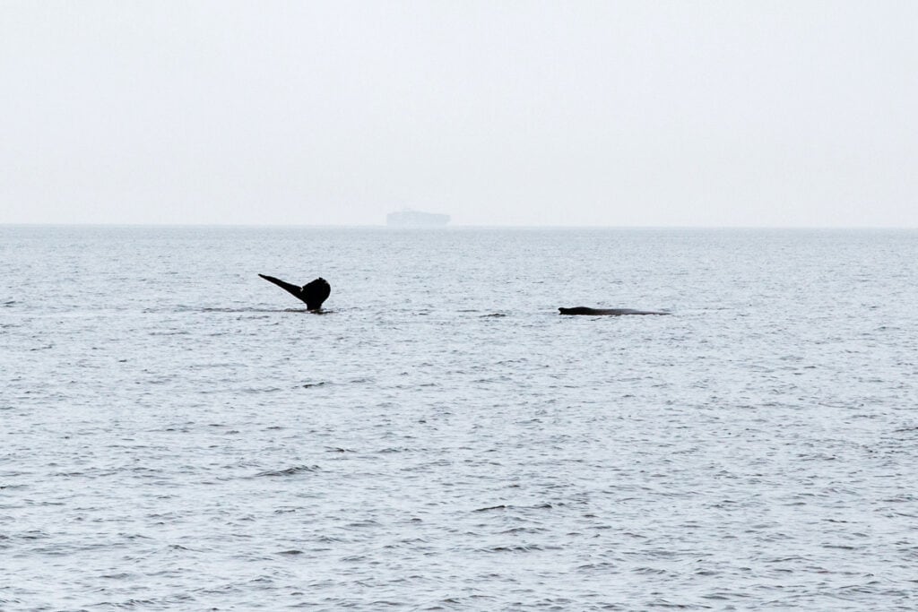 vancouver whale watching 