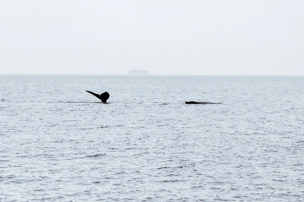 Humpback Whales in Vancouver 