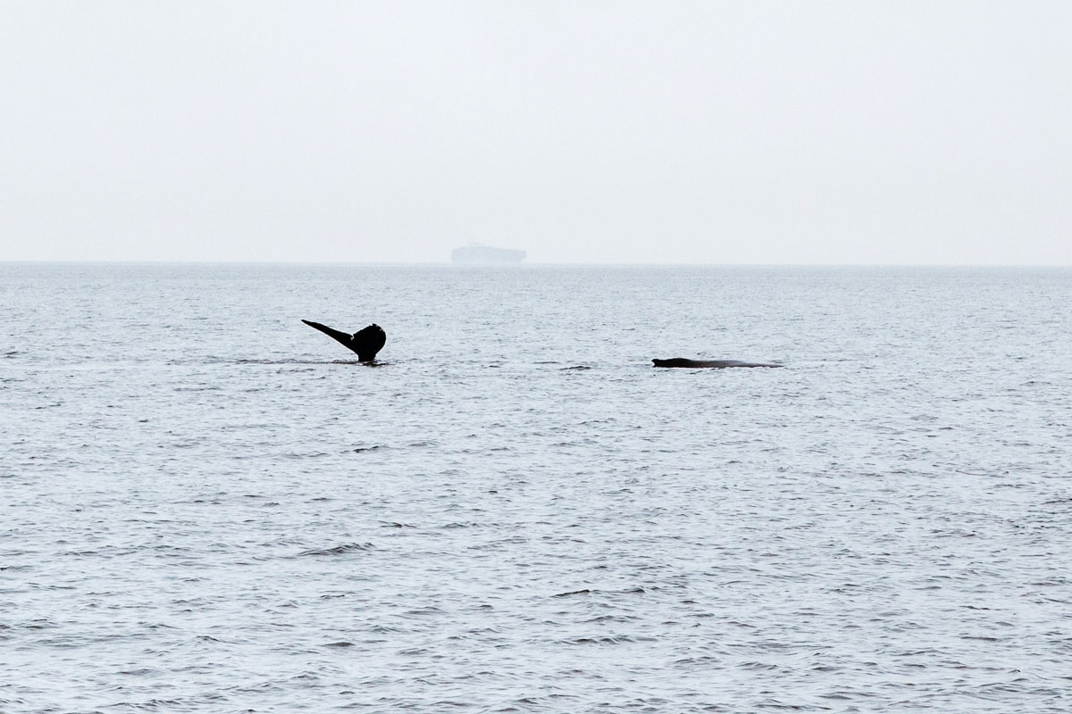 Whale watching in Vancouver 