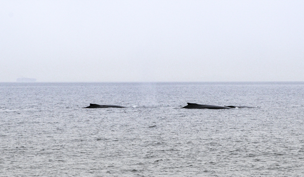 Humpback Whales in Vancouver Canada