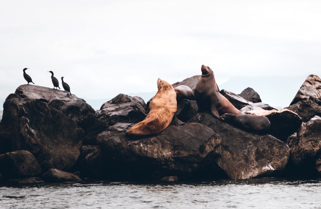 Sea lions in Vancouver, Canada