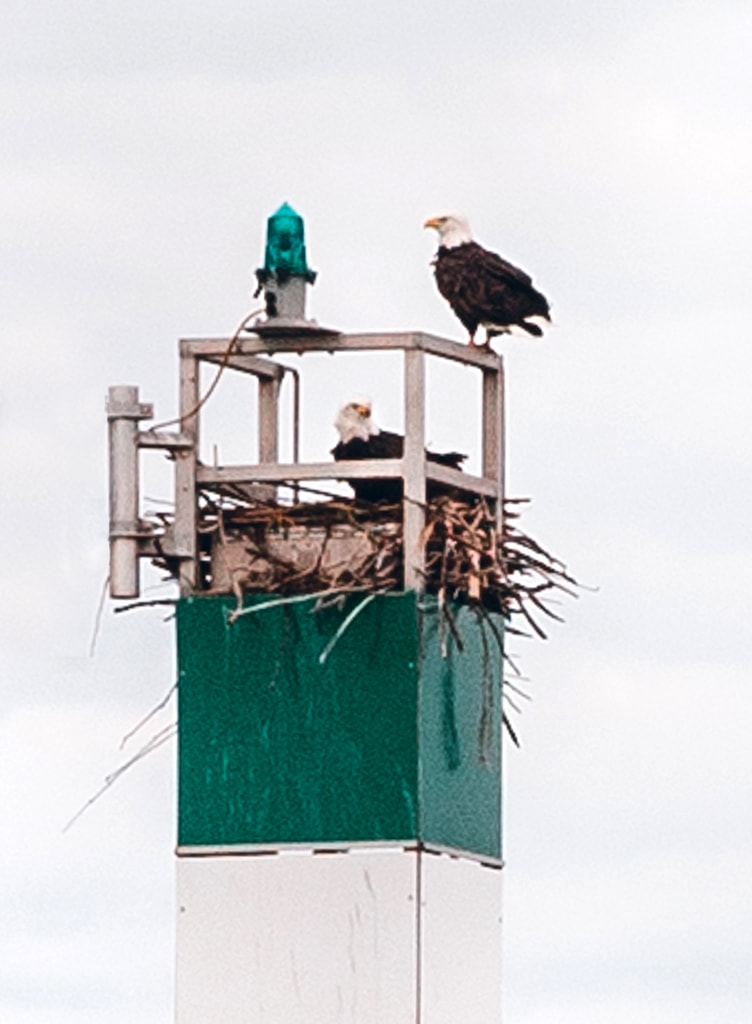 Bald Eagles in Vancouver