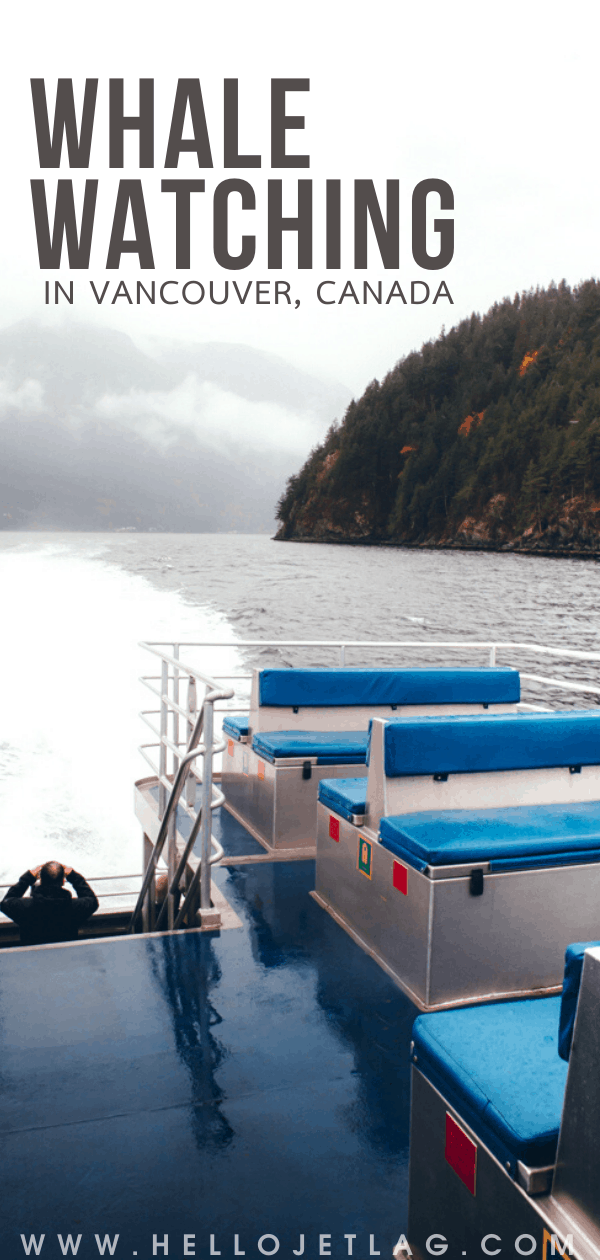 Vancouver Whale Watching Everything you Need to Know 