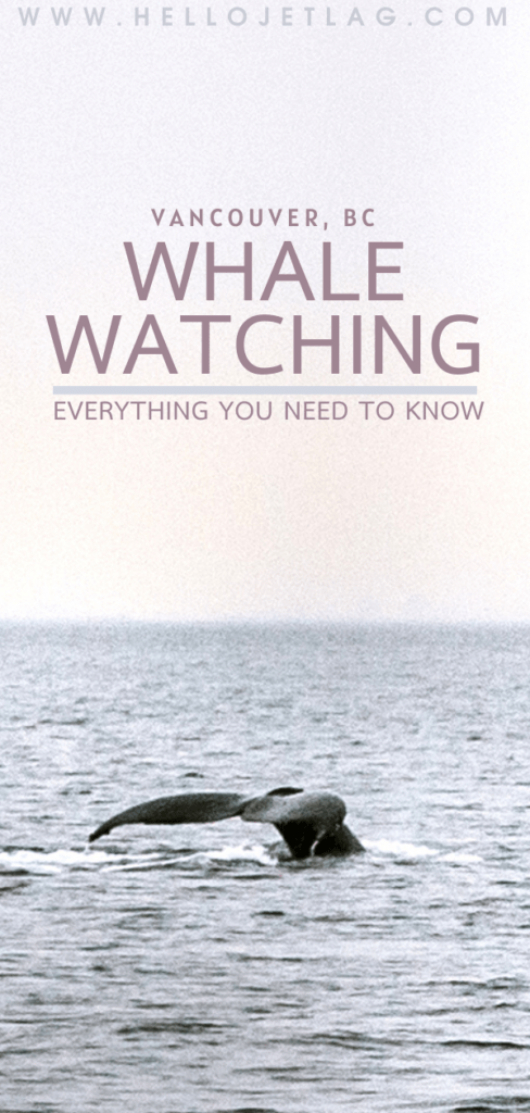 Vancouver Whale Watching Review // Everything you Need to Know