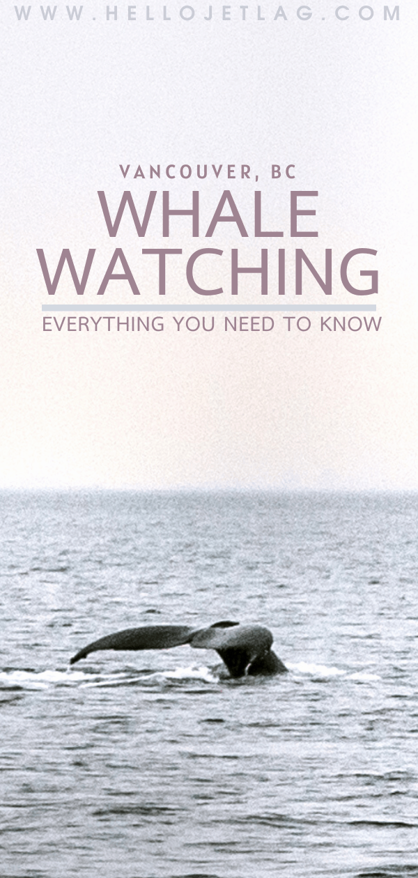 Vancouver Whale Watching Everything you Need to Know 