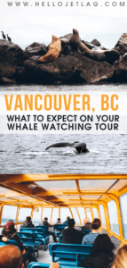 Vancouver Whale Watching Review // Everything you Need to Know