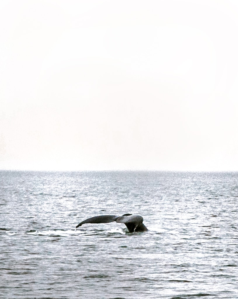 vancouver whale watching 