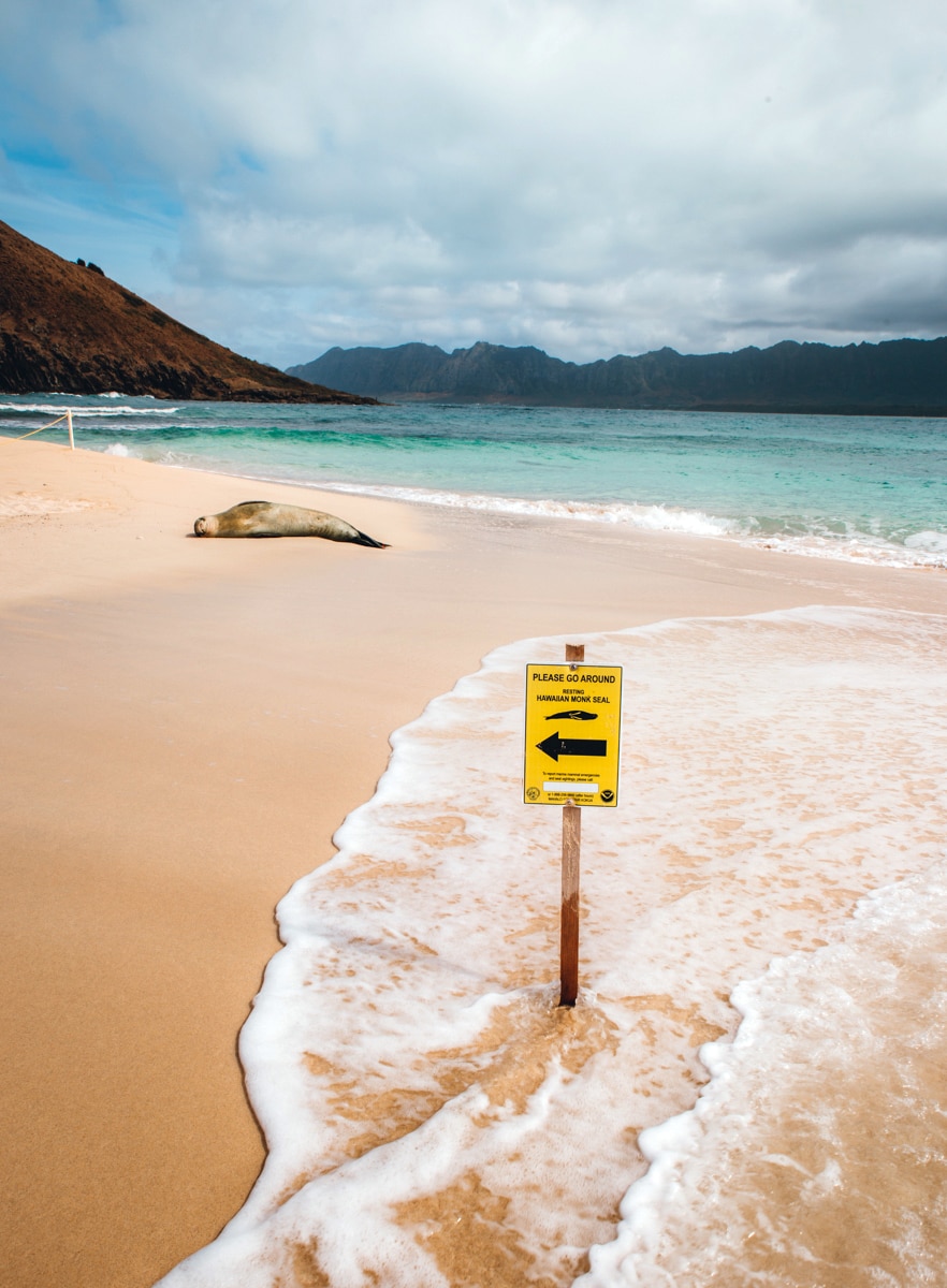 Monk Seal Oahu