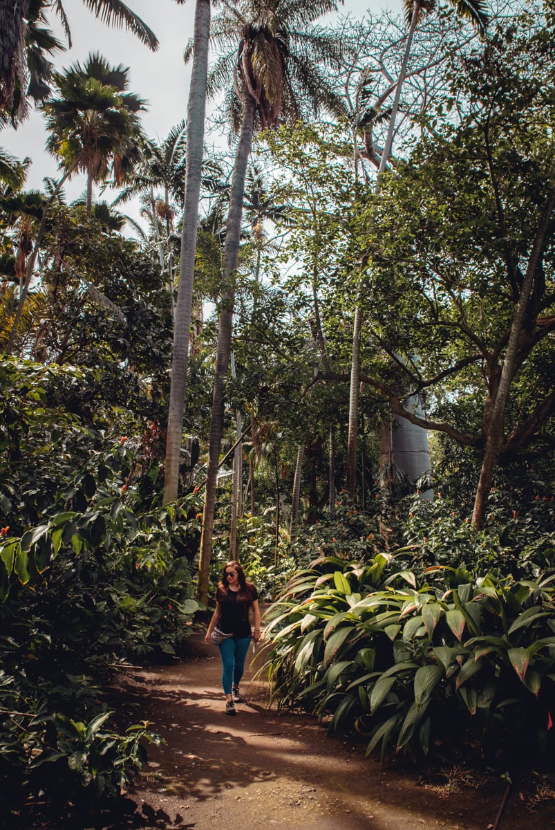 Foster Botanical Garden Oahu 