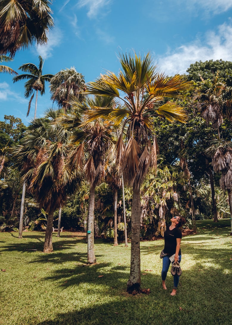 Oahu&#039;s Foster Botanical Garden // A Visitor&#039;s Guide