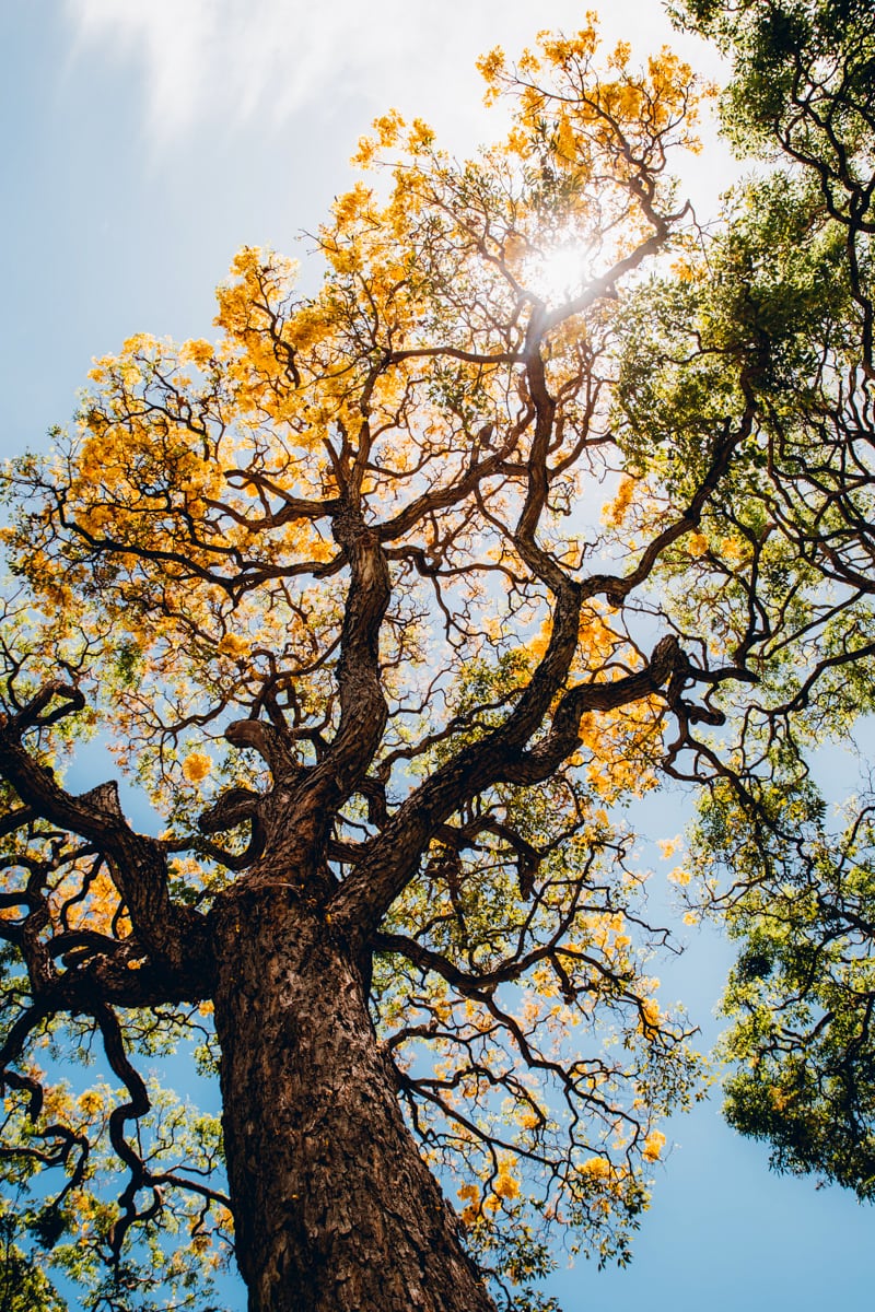 Oahu's Foster Botanical Garden // A Visitor's Guide