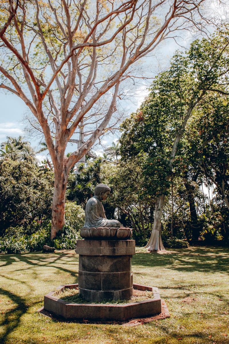 Botanical Garden Bodhi Tree