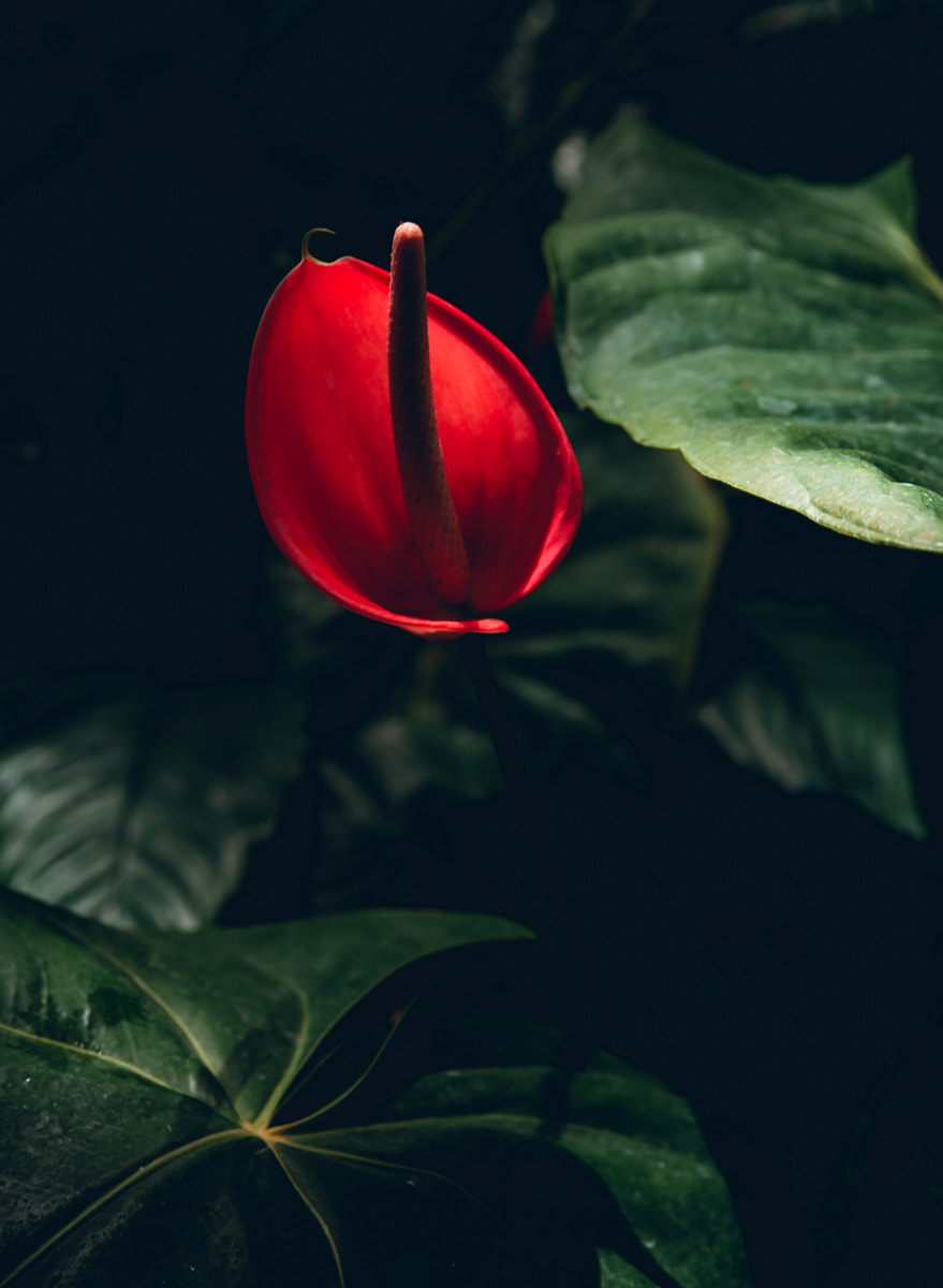 Oahu Plants and Flowers 