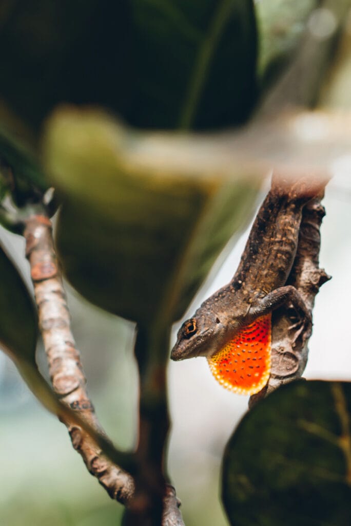 Oahu Lizard