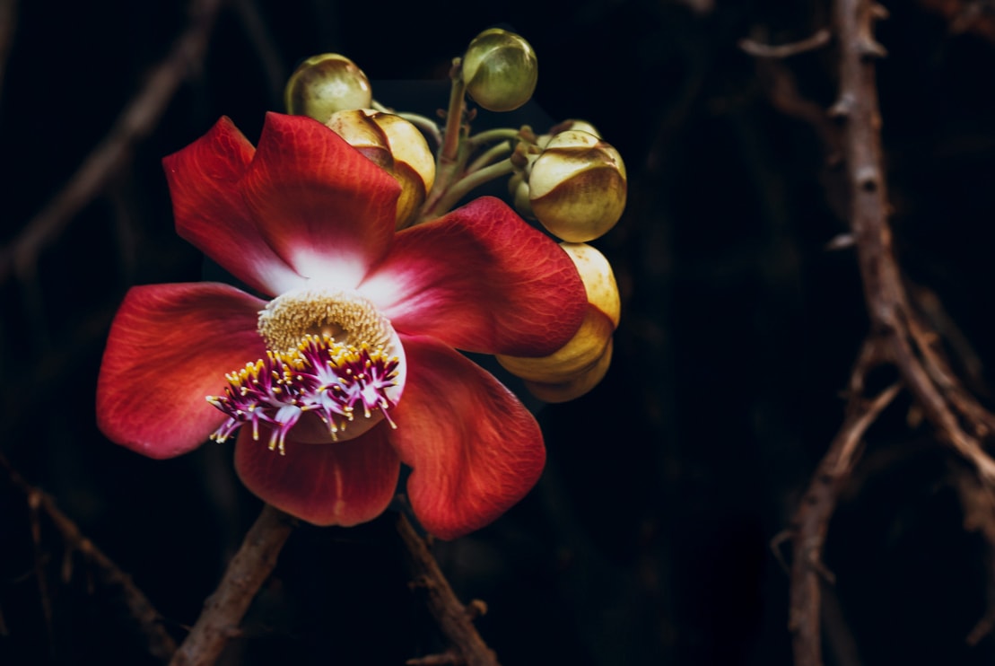 Cannonball Tree