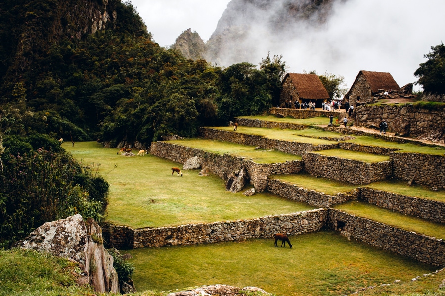 Machu Picchu Steps 